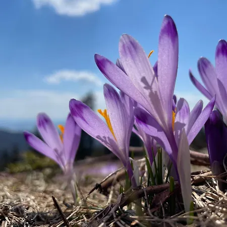 920m N.p.m. Appartement Zakopane